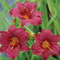 Hemerocallis 'Pardon Me' - Pardon Me Daylily