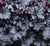 Heuchera hybrid Dressed Up™ 'Evening Gown' - Evening Gown Coral Bells