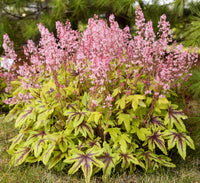 Heucherella hybrid 'Eye Spy' - Eye Spy Foamy Bells