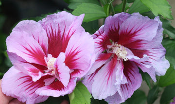Hibiscus syriacus 'Gandini Santiago' - Purple Pillar® Rose of Sharon