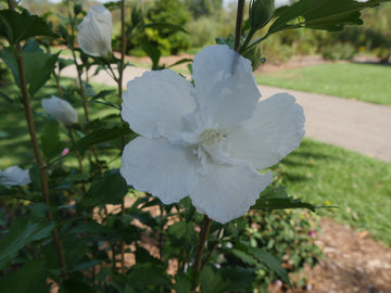 Hibiscus syriacus 'Gandini van Aart' - White Pillar® Rose of Sharon