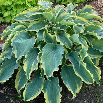 Hosta 'Voices in the Wind' - Shadowland® Voices in the Wind Hosta