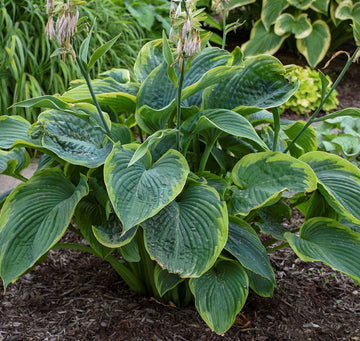 Hosta Shadowland® 'Wu-La-La' - Shadowland® Wu-La-La Hosta