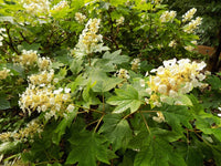 Hydrangea quercifolia 'Sikes Dwarf' - Sikes Dwarf Oakleaf Hydrangea