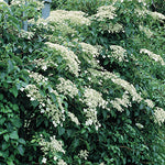Hydrangea anomala petiolaris - Climbing Hydrangea