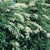 Hydrangea anomala petiolaris - Climbing Hydrangea