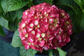 Hydrangea Macrophylla 'Bailmacfive' - Endless Summer® Summer Crush® Hydrangea