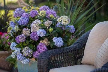 Hydrangea macrophylla 'PIIHM-II' - Endless Summer® Bloomstruck® Hydrangea