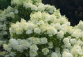Hydrangea paniculata 'ILVOBO' - Bobo® Hydrangea
