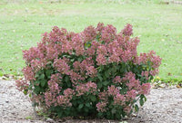Hydrangea paniculata 'SMHPLQF' - Little Quick Fire® Hydrangea