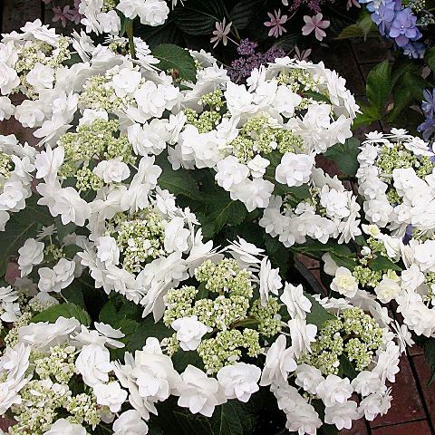 Hydrangea Macrophylla 'Dancing Snow' - Wedding Gown Double Delights™ Hydrangea