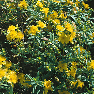 Hypericum kalmianum - Kalm's St. John's Wort