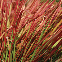 Imperata Cylindrica 'Red Baron' - Japanese Blood Grass