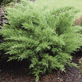 Juniperus Chinensis 'Monlep' - Mint Julep™ Juniper