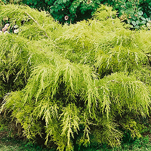 Juniperus chinensis 'Old Gold' - Old Gold Juniper