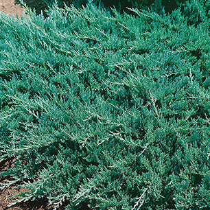 Juniperus Horizontalis 'Blue Chip' - Blue Chip Juniper