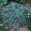 Juniperus Horizontalis 'Monber' - Icee Blue Juniper