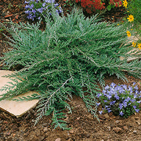 Juniperus horizontalis 'Prince of Wales' - Prince of Wales Juniper