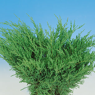 Juniperus horizontalis 'Youngstown' - Youngstown Juniper