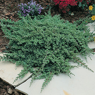 Juniperus procumbens 'Nana' - Japanese Garden Juniper