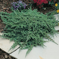 Juniperus procumbens 'Nana' Standard - Japanese Garden Juniper Standard