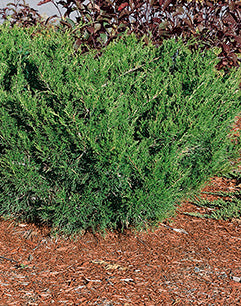 Juniperus Sabina - Savin Juniper