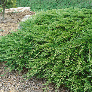 Juniperus sabina 'Buffalo' - Buffalo Juniper