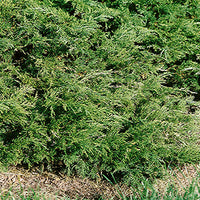 Juniperus sabina 'Monna' - Calgary Carpet® Juniper