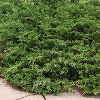 Juniperus Sabina 'Skandia' - Skandia Juniper