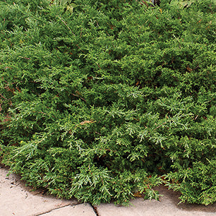 Juniperus sabina 'Skandia' - Skandia Juniper