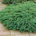 Juniperus sabina 'Tamariscifolia' - Tamarix Juniper
