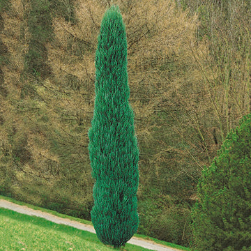 Juniperus scopulorum 'Skyrocket' - Skyrocket Juniper