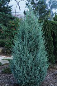 Juniperus Scopulorum 'Wichita Blue' - Wichita Blue Juniper