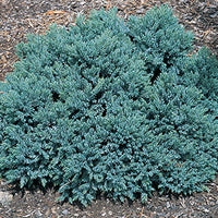 Juniperus Squamata 'Blue Star' - Blue Star Juniper