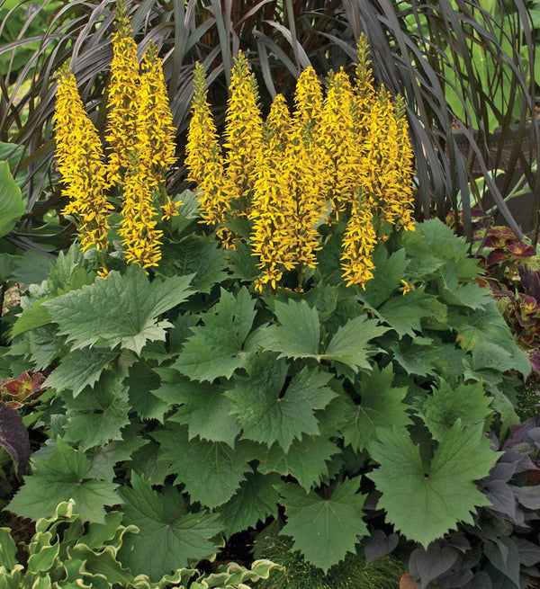 Ligularia hybrid 'Bottle Rocket' - Bottle Rocket Bigleaf Ligularia