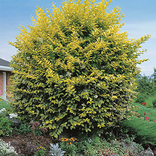 Ligustrum vicary - Golden Privet