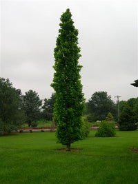 Liquidambar styraciflua 'Slender Silhouette' - Slender Silhouette Sweetgum