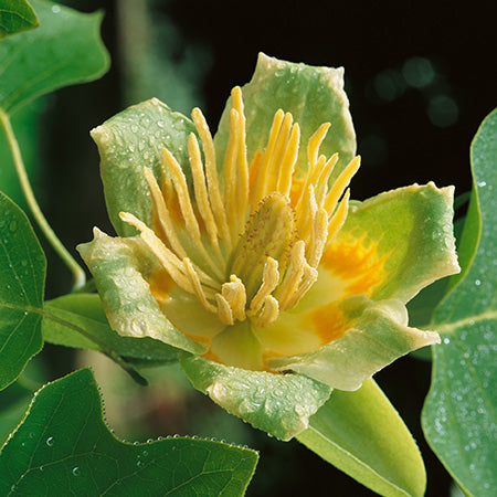 Liriodendron tulipefera - Tulip Tree