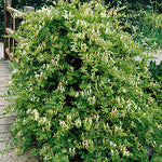 Lonicera Japonica 'Hall's Prolific' - Hall's Prolific Honeysuckle