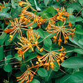 Lonicera x 'Mandarin' - Mandarin Honeysuckle