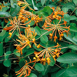 Lonicera x 'Mandarin' - Mandarin Honeysuckle