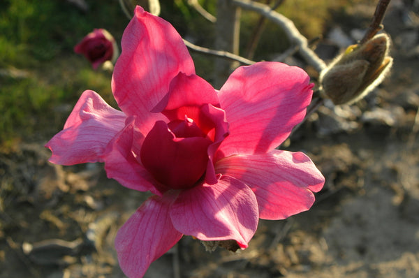Magnolia x 'Vulcan' - Vulcan Magnolia