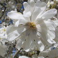 Magnolia stellata 'Royal Star' Shrub Form - Royal Star Magnolia