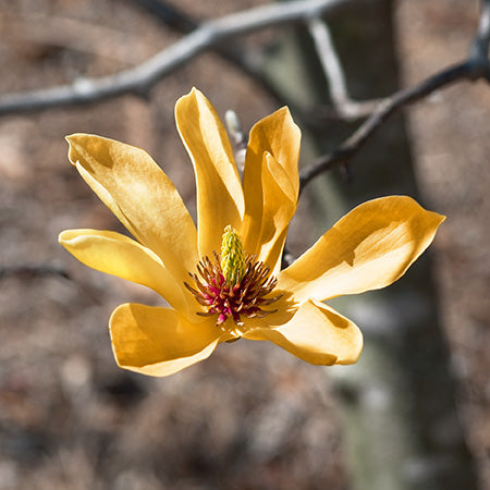 Magnolia x 'Butterflies' Tree Form - Butterflies Magnolia