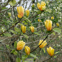 Magnolia x 'Judy Zuk Treeform - Judy Zuk Magnolia