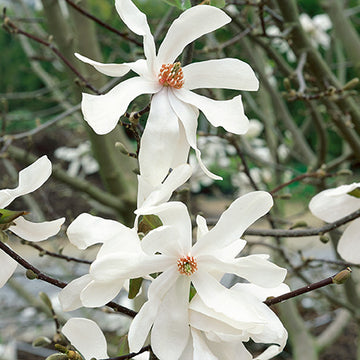 Magnolia x loebneri 'Leonard Messel' Shrub Form - Leonard Messel Magnolia