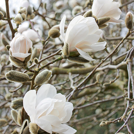 Magnolia x loebneri 'Merrill' Shrub Form - Merrill Magnolia