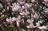 Magnolia × soulangeana - Saucer Magnolia