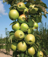 Malus x domestica 'UEB 3727-4' - Urban Apples® Blushing Delight™ Columnar Apple