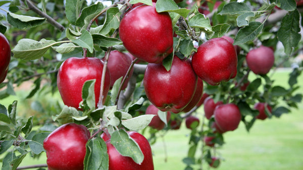 Malus Red Delicious - Red Delicious Dwarf Apple